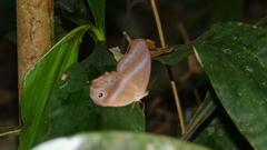 Coelites euptychioides