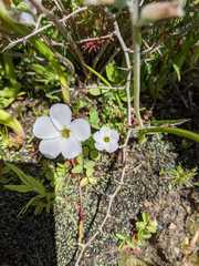 Oxalis minuta