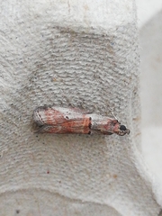 Acrobasis sodalella