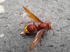 Vespa orientalis