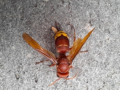 Vespa orientalis