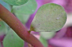 Euphorbia peplus