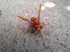 Vespa orientalis