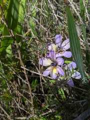 Babiana angustifolia
