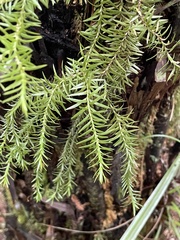 Phlegmariurus varius