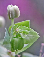 Euphorbia peplus
