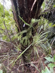 Phlegmariurus varius