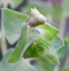 Euphorbia peplus