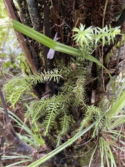 Phlegmariurus varius