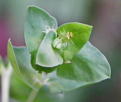 Euphorbia peplus
