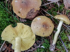 Tricholoma frondosae