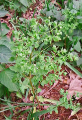 Euphorbia peplus