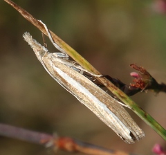 Agriphila tristella