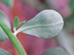 Euphorbia peplus