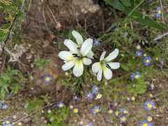 Babiana angustifolia