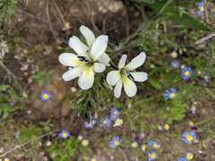 Babiana angustifolia