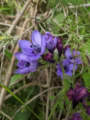 Babiana angustifolia