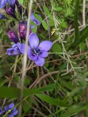 Babiana angustifolia