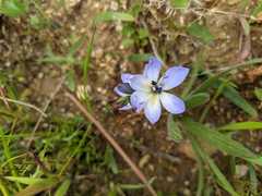 Babiana angustifolia