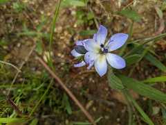 Babiana angustifolia
