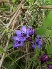 Babiana angustifolia