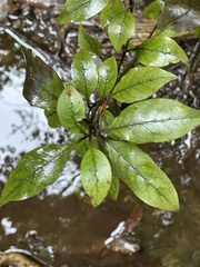 Coprosma tenuifolia