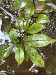 Coprosma tenuifolia
