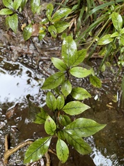 Coprosma tenuifolia