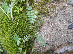 Astragalus norvegicus