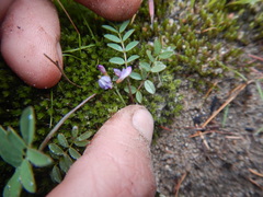 Astragalus norvegicus