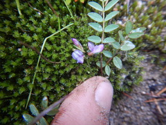 Astragalus norvegicus