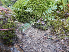 Astragalus norvegicus