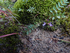 Astragalus norvegicus