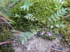 Astragalus norvegicus