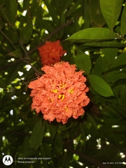 Brownea grandiceps
