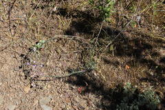 Heliophila cornuta squamata