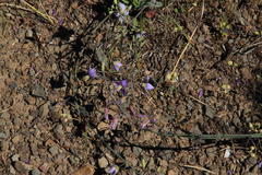 Heliophila cornuta squamata