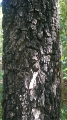 Pterocarpus santalinus