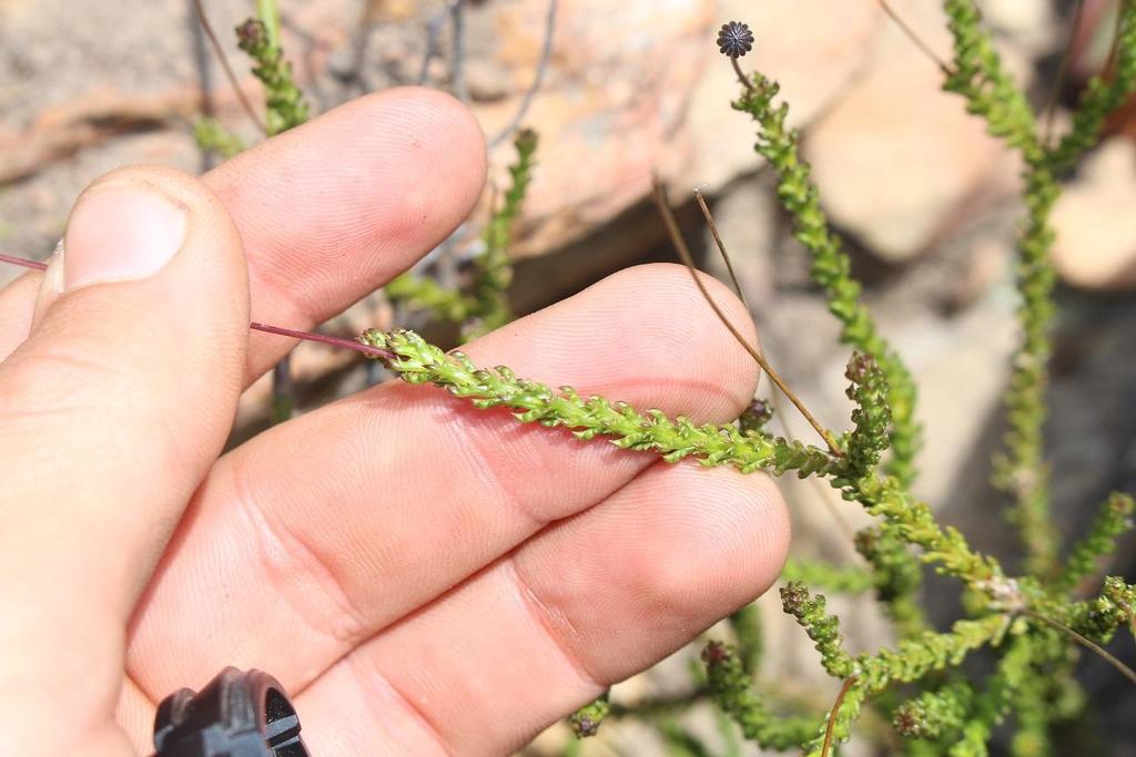 Euryops munitus