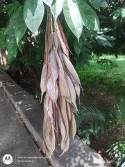 Brownea grandiceps