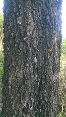 Pterocarpus santalinus