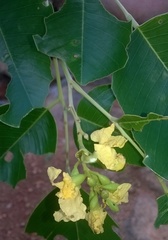 Pterocarpus santalinus