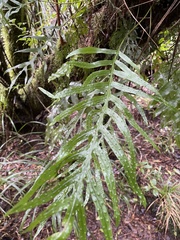 Microsorum novae-zealandiae