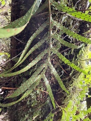 Microsorum novae-zealandiae