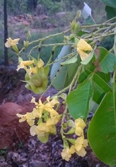 Pterocarpus santalinus