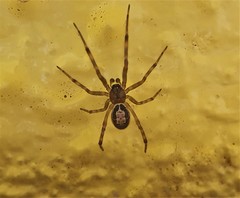 Steatoda nobilis