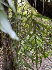 Microsorum novae-zealandiae