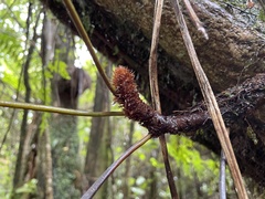 Microsorum novae-zealandiae