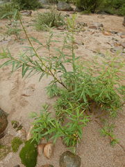 Salix schwerinii