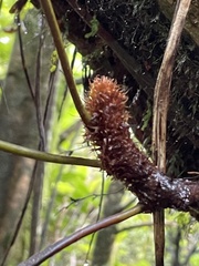 Microsorum novae-zealandiae